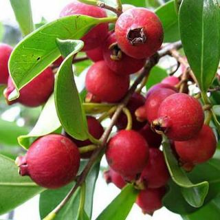 Cây ổi sim đỏ