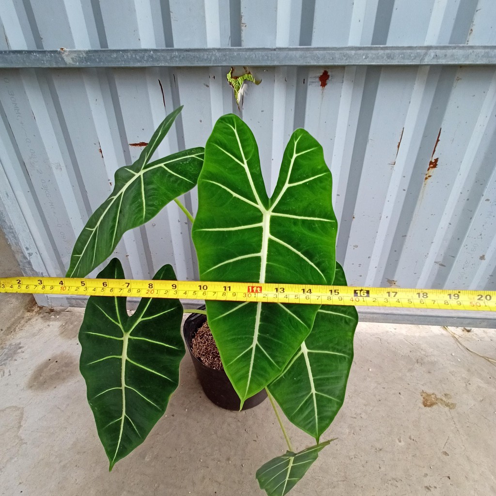 Cây alocasia frydek - môn nhung cây trưởng thành rễ ổn định từ 5 lá, cây cao 55-70cm, lá dài 30-40cm