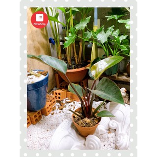 Trầu bà đế vương đỏ - Philodendron Imperial Red - Cây cảnh để bàn nội thất văn phòng sang trọng
