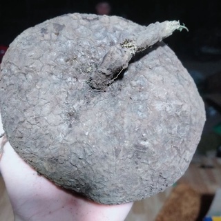 [Siêu.sale.+ tặng phân bón] Củ Bình Vôi Bonsai siêu to 🤩