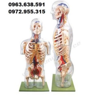 MÔ HÌNH GIẢI PHẪU THẦN KINH, MẠCH MÁU NỬA NGƯỜI