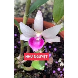 Phi điệp bệt như nguyệt hàng giống thuần  vườn mặt bông bệt đẹp mọi người nhanh tay sưu tầm