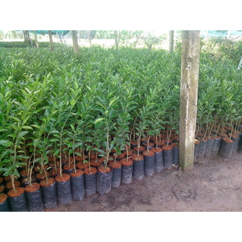 cây giống quýt đường