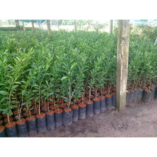 cây giống quýt đường