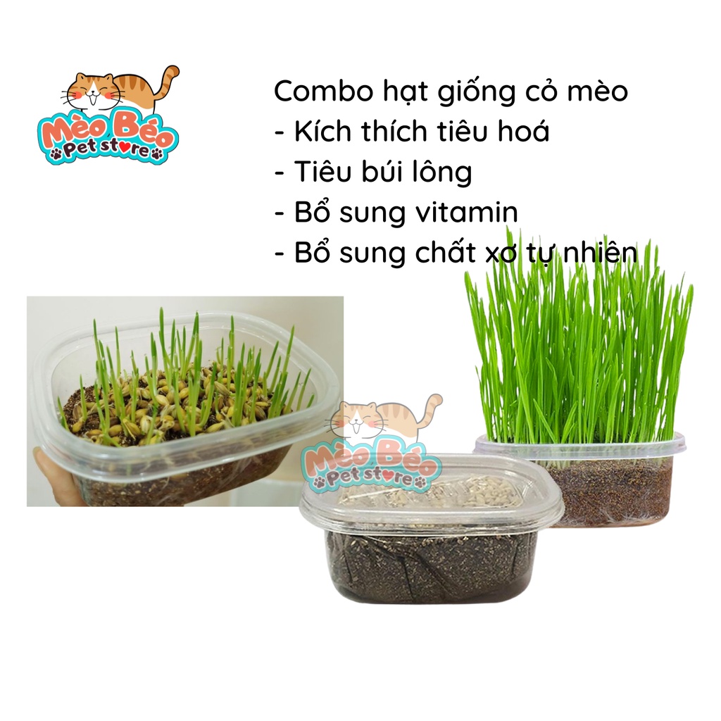 Combo hạt giống cỏ mèo dinh dưỡng, kích thích tiêu hóa cho mèo
