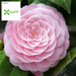 Hạt giống hoa trà my - 5 hạt