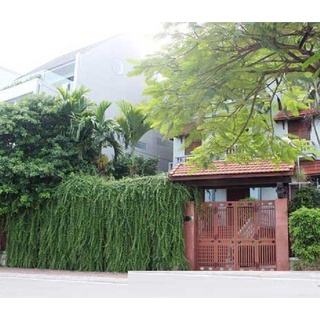 Cúc tần leo ấn độ - chậu 3 cây lớn