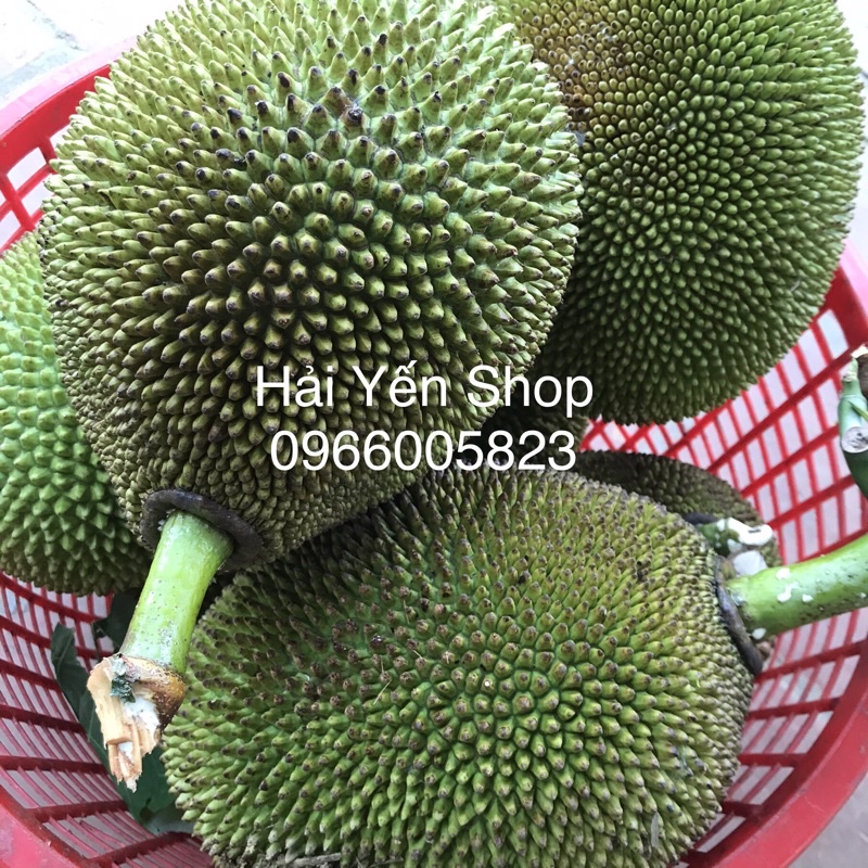 1 quả mít quê 2,8~4,5kg