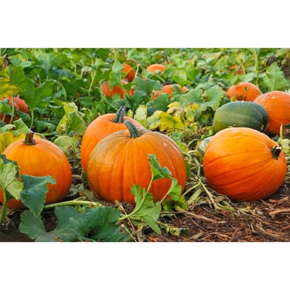 Bột Bí Đỏ sấy lạnh nguyên chất Tuệ Minh (Hộp 50g) - Bổ não cho bé, tốt cho da, mắt, tăng cường miễn dịch