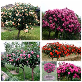 20 hạt giống hoa hồng thân gỗ ( kèm hướng dẫn cách ươm)