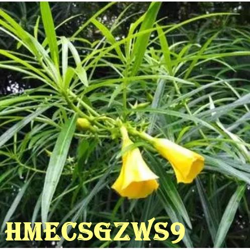 Hạt giống cây trúc đào 30h