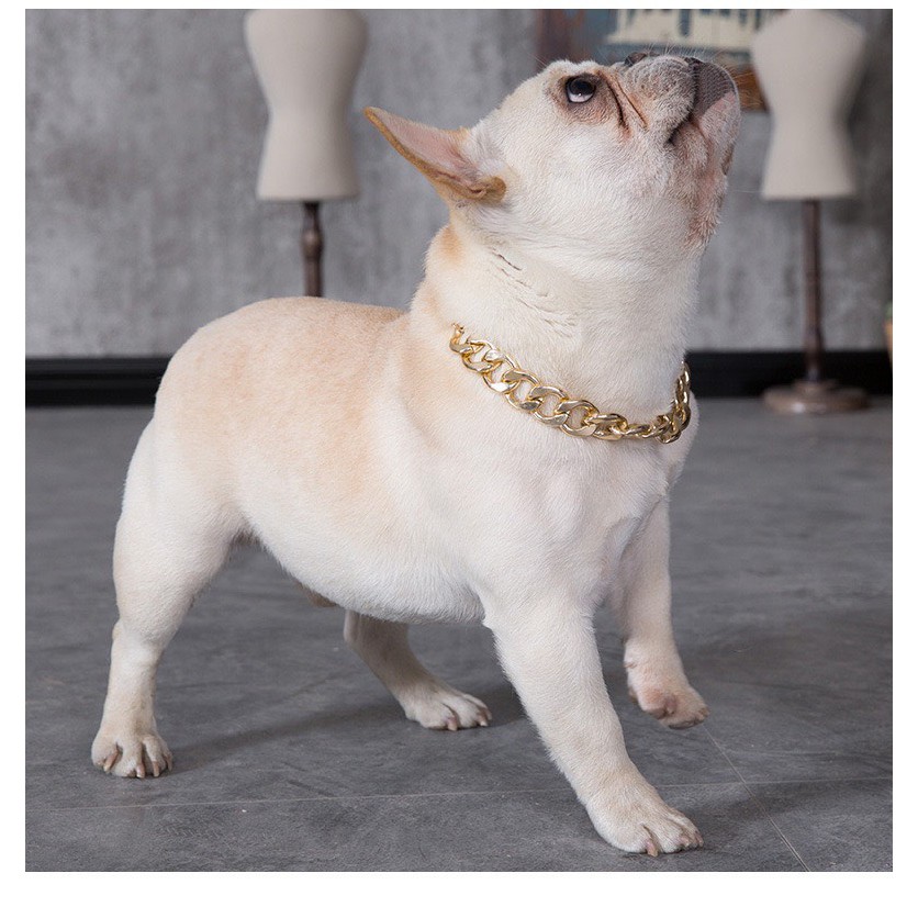 Vòng Cổ mạ vàng cho Pug