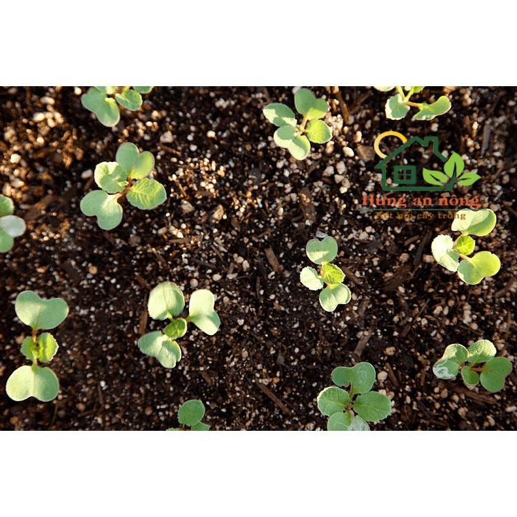 VERMICUITE -  giá thể ươm trồng rau mầm, trộn các loại giá thể khác