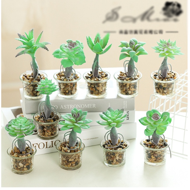 Chậu sen đá để bàn trang trí siêu xinh,decor không gian, gồm chậu thủy tinh + cây, cao 23cm