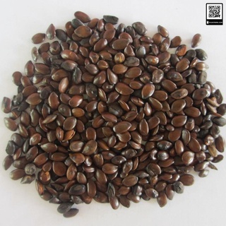 10Gram Hạt Giống Cây Keo Dậu