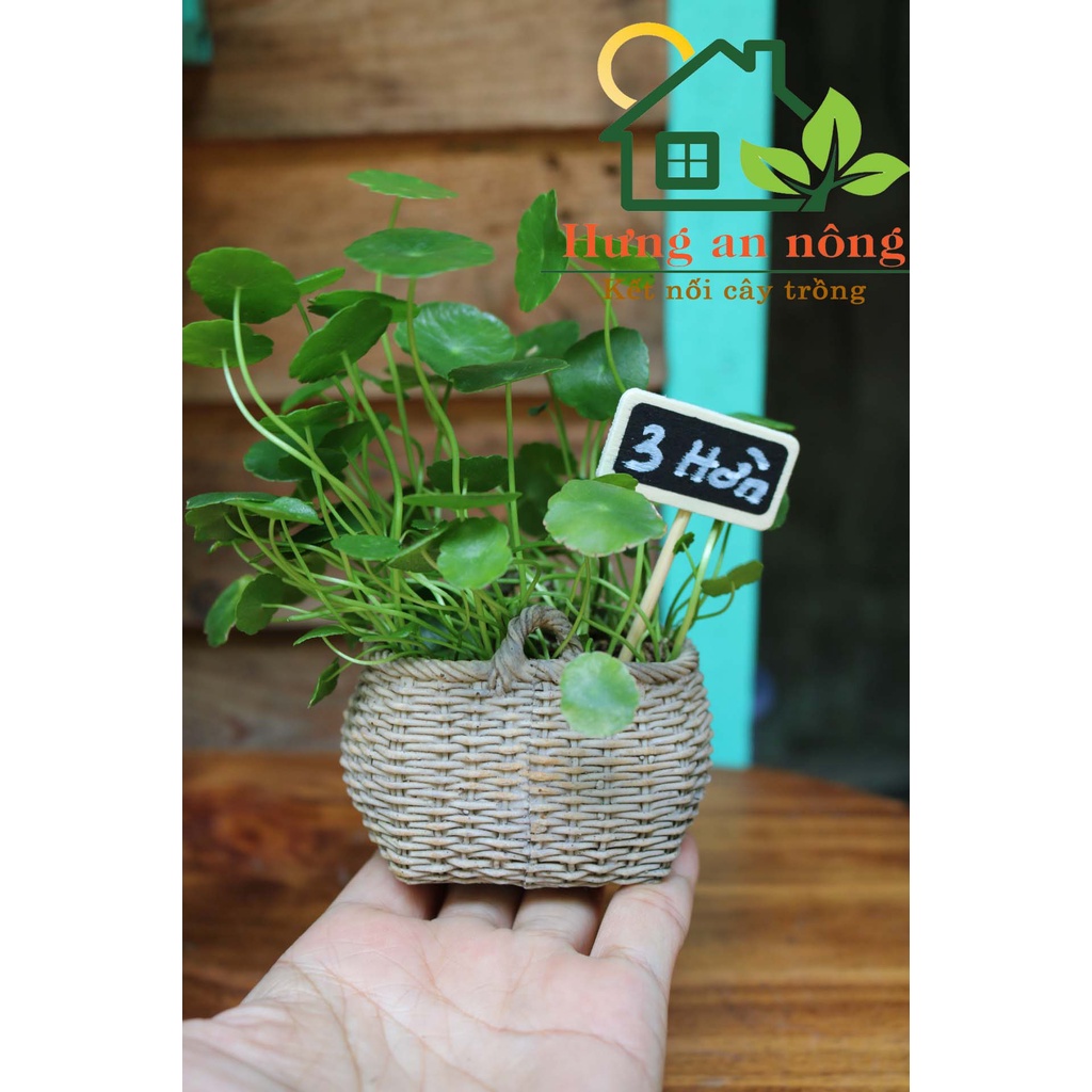 Sét 50 - Thẻ gỗ bản chữ nhật bản tim size mini dùng ghi tên giống cây, trang trí chậu,