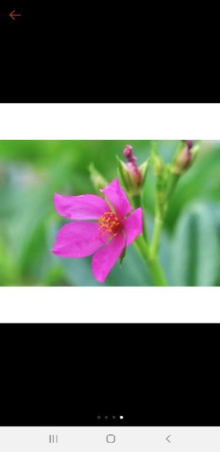 6 cây giống sâm đấtcao hơn30cm