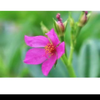 6 cây giống sâm đất( thổ sâm)cao hơn30cm