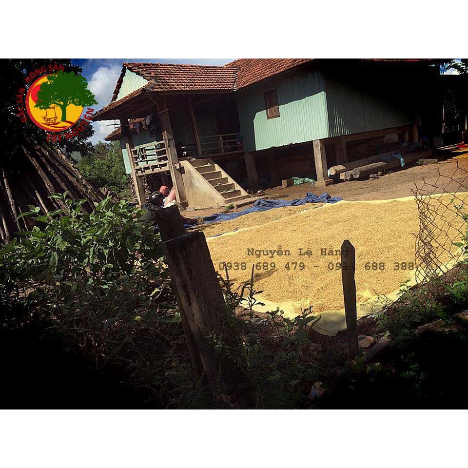 TRÀ GẠO LỨT RẪY | BigBuy360 - bigbuy360.vn