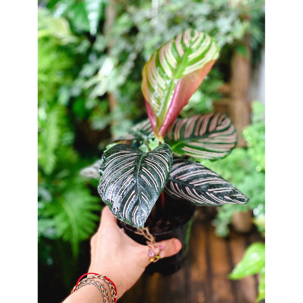 Cây Calathea ornata Sanderiana (Đuôi Công Đen, Hắc Công Vỹ) chậu nhựa