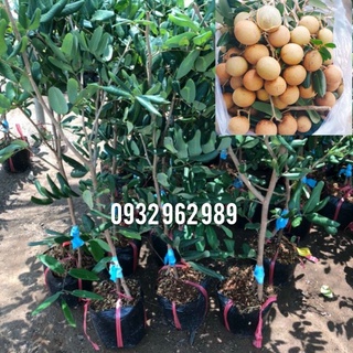 Cây nhãn xuồng cơm vàng- Cây nhãn xuồng cơm vàng giống