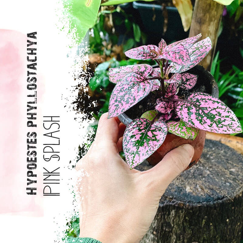 Cây Hypoestes phyllostachya Pink Splash (Thương Đao Dược Hồng) chậu nhựa