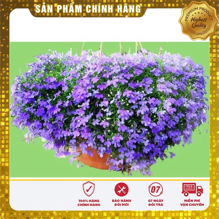 Hạt giống hoa Cúc Lobelia Nhiều màu gói 50 Hạt