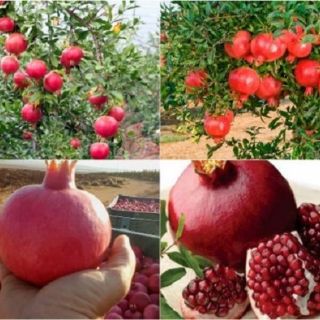 Cây lựu lùn ấn độ ra quả sau 4 tháng