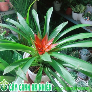 Cây Phong Lộc Hoa