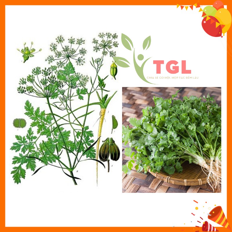Hạt Giống Rau Mùi Hạt Lớn, Ngò Pháp Phú Điền, Hạt giống rau củ quả chất lượng tốt - Gói 20 Gram