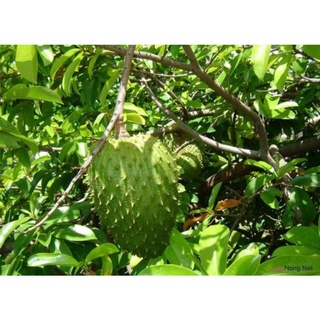 Cây Giống Mãng Cầu Xiêm Thái