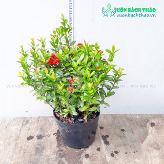 Cây trang thái trồng sân vườn