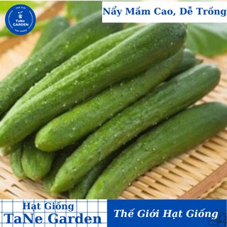5h hạt giống dưa chuột nhật tg02 f1 - tane garden