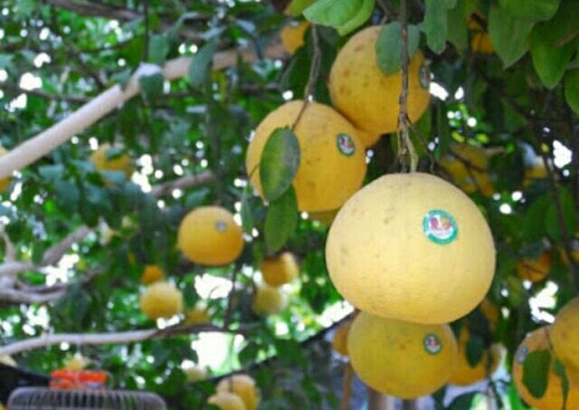 Giống Cây bưởi đỏ tân lạc