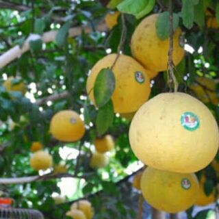 Giống Cây bưởi đỏ tân lạc