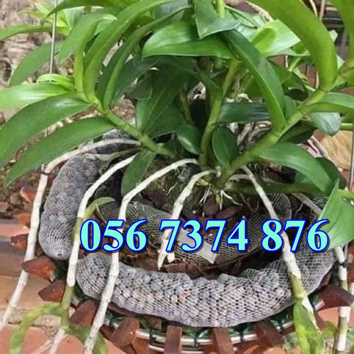 túi lưới phân dê tan chậm túi 10cm.