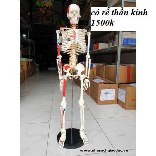 Mô hình xương người cao 85cm có rễ thần kinh từ cột sống
