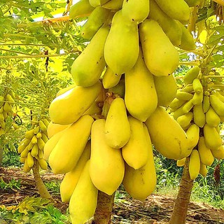 Hạt giống đu đủ vàng