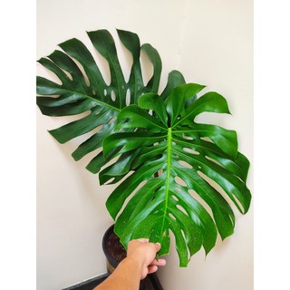 Monstera delisiosa Trồng từ hạt cây được 2 Năm tuổi Form Thái