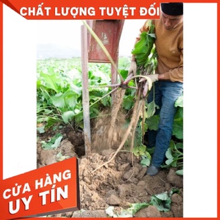 HẠT GIỐNG NGƯU BÀNG HÀN QUỐC