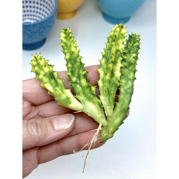 Xương rồng sao biển Huernia zebrina Variegated- Size: Nhánh 3-5 chồi dài 4-7cm