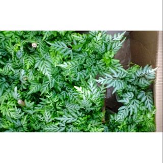 Dương xỉ mới