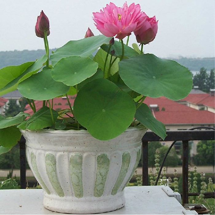  Hạt giống sen nhật mini nhiều màu