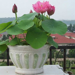  Hạt giống sen nhật mini nhiều màu