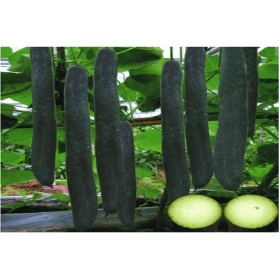 Hạt giống Bí Xanh trái dài F1_Bí Sặt F1 giống mới