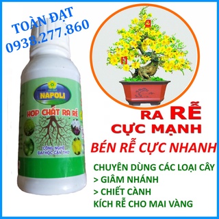 Hợp Chất Ra Rễ Napoli cho Mai Vàng (100ml), chuyên kích rễ mai vàng