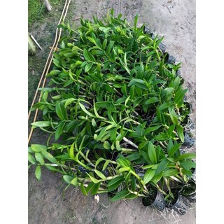 Hoa Lan Denro Lavender cây đang nụ
