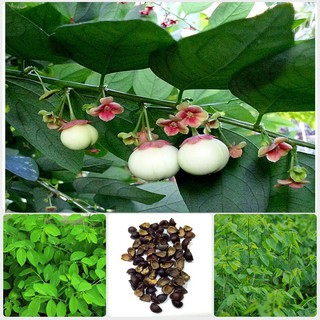 Phân phối Hạt giống ngót gói 1 gram xuất xứ Việt Nam hàng chính hãng, nhập khẩu và phân phối trực tiếp.