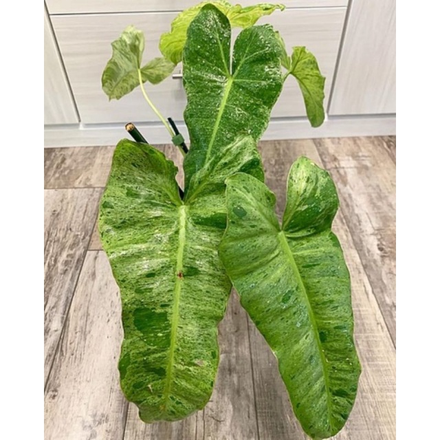 Philodendron Paraiso