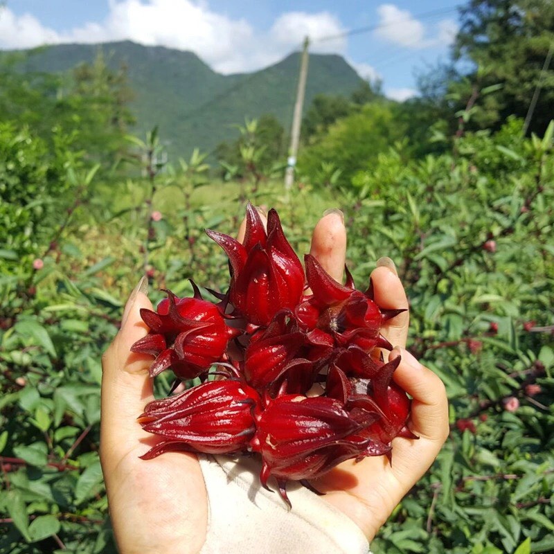 Hạt giống Atiso đỏ - 20 hạt, hoa bụp giấm Seed Land